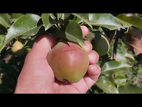 Видео: #3. Старый сад в новом для нас доме!🙂