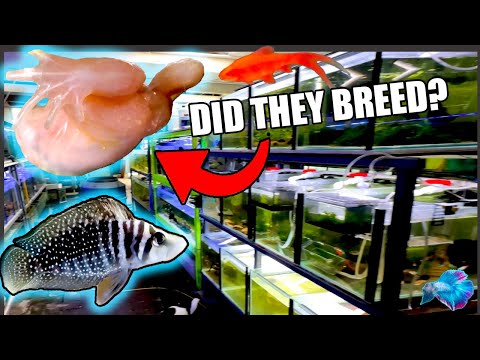 Видео: ЕЩЕ БОЛЬШЕ СТРАННЫХ РАЗВЕДЕНИЙ РЫБ В РЫБНОЙ КОМНАТЕ!