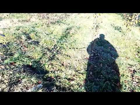 Видео: какие сорта груш выбирать для сада и не ошибаться?