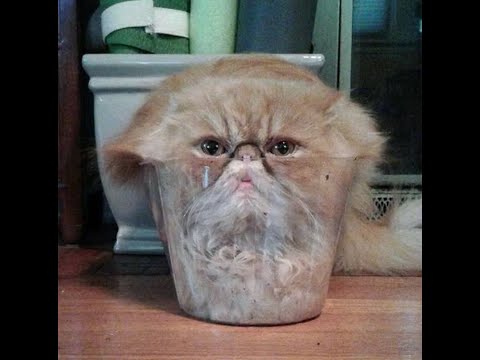 Видео: 😺 Коты против законов физики! 🐈 Видео смешных котов, котят и собак! 😻