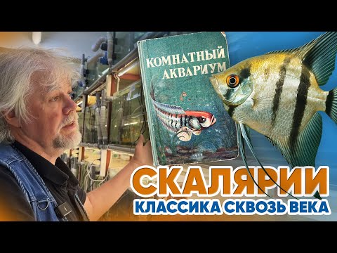 Видео: Аквариумные новости с Владимиром Ковалёвым (13.06.2025). СКАЛЯРИИ. Классика сквозь века.