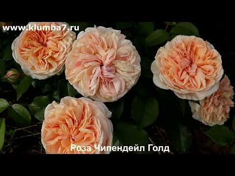 Видео: Уважаемые покупатели! Информация о старте продаж роз на весну 2026!!!