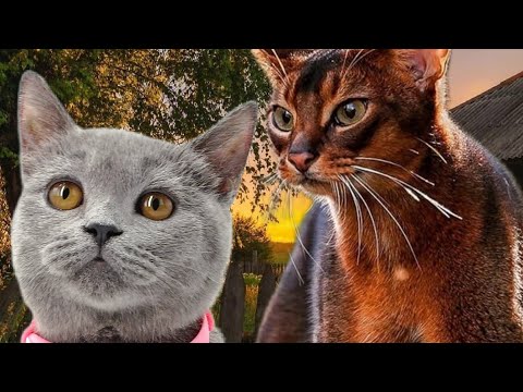 Видео: Коты воители - Путь Древесного племени/часть 3