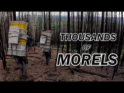 Видео: Огромный урожай сморчков после лесного пожара на Юконе