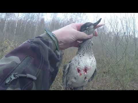 Видео: Охота на Утку с подхода 10 2022г.