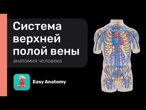 Видео: Система верхней полой вены