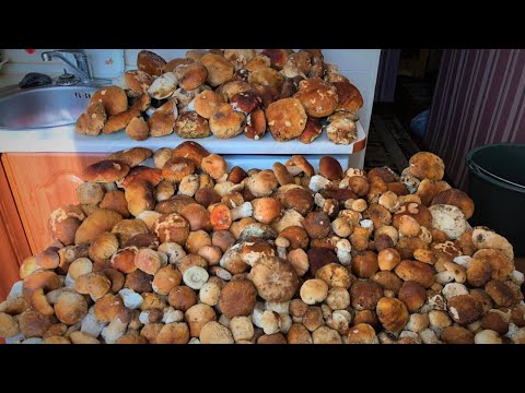 Видео: МАССОВЫЙ СБОР БЕЛОГО ГРИБА В БЕРЕЗАХ!!!ОСЕНЬ2021.ГРИБЫ 2021