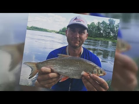 Видео: Деснянський ЖОР!!! Рибалка на фідер. Риба збожеволіла від кукурудзи.