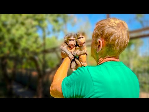 Видео: УРА! Люсю, Степку и Маняшку переселили в новый ОГРОМНЫЙ ВОЛЬЕР вместе)))