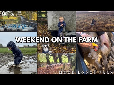 Видео: ВЫХОДНЫЕ НА ФЕРМЕ