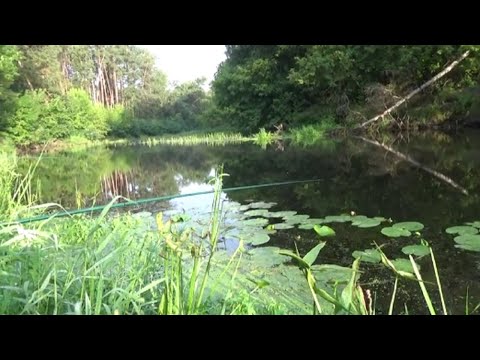 Видео: Рыбалка на реке Ворскла в Новых Санжарах