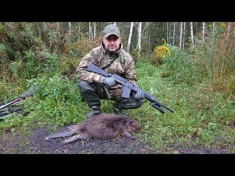 Видео: ОХОТА на БОБРА с МР-155, САЙГА, БЕКАС-АВТО. Открытие сезона. Фонари Армитек.