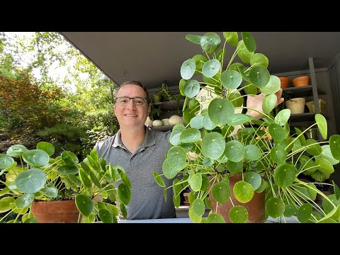 Видео: Графики полива комнатных растений: почему они вас подведут и что следует делать ВМЕСТО них!