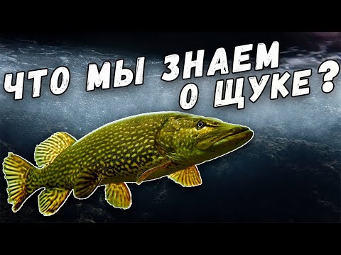 Видео: Что Мы Знаем о Щуке? Интересные Факты. Рекорды. Самая Большая Щука.