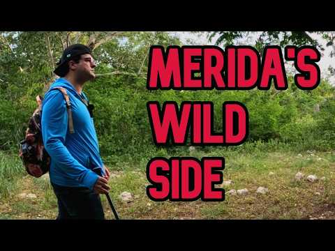 Видео: Я искал дикую природу в Мериде, но нашел нечто ЕЩЕ БОЛЕЕ ДИКОЕ