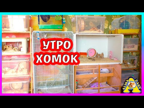 Видео: Утро моих ХОМЯКОВ, КРЫС И МОРСКОЙ СВИНКИ / комната с хомки / Алиса Изи Петс / Alisa Easy Pets