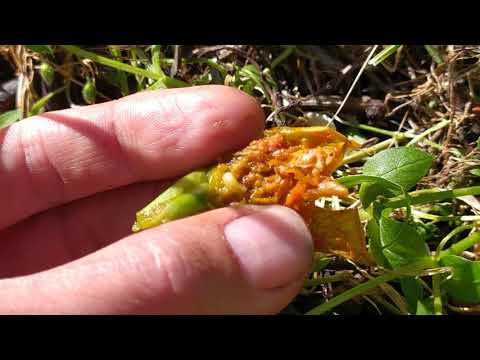 Видео: Почему загнивают бутоны ИРИСОВ. Ох уж эта муха!