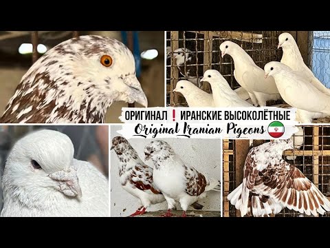 Видео: "Хищники"❗️Оригинальные высоколётные голуби Ирана | M.Reza. Original Iranian high-flying pigeons