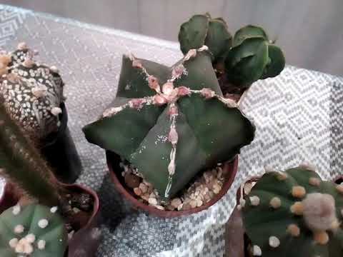 Видео: Astrophytum myriostigma. Астрофитум мириостигма в моём доме.