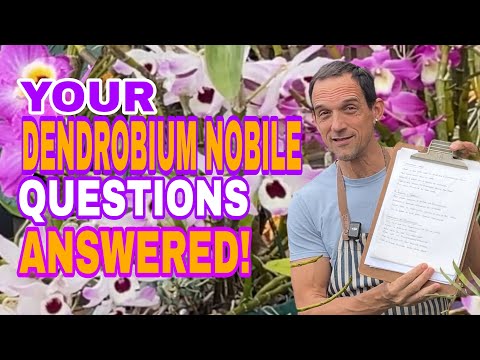 Видео: Уход за орхидеей Дендробиум нобиле: ответы на самые часто задаваемые вопросы!