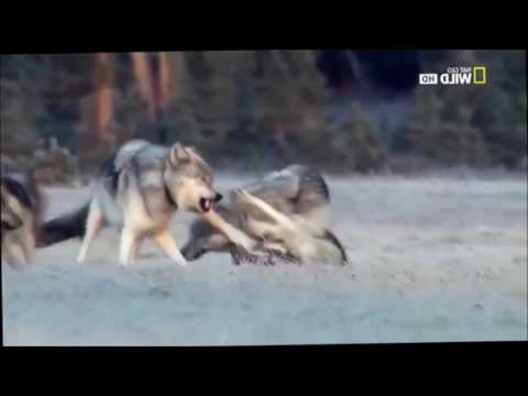 Видео: Черный Волк Падали но поднимались
