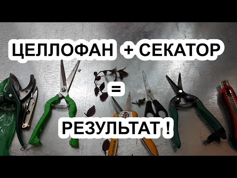 Видео: Загнивают черенки? Перед обрезкой делаю это! Результат вас удивит