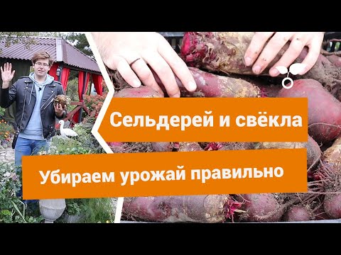Видео: Как убрать урожай свёклы и сельдерея правильно?