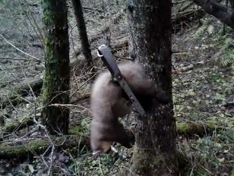 Видео: Куница в капкане КД-140.На столько ли он ГУМАННЫЙ капкан?