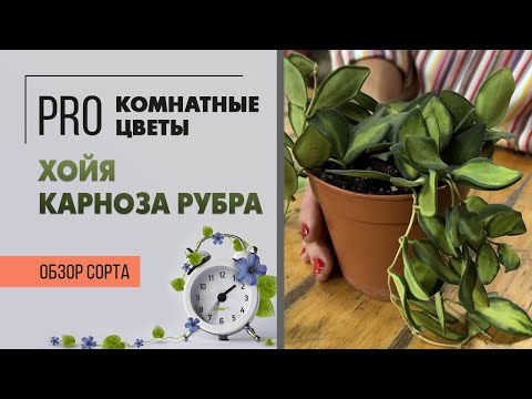 Видео: Хойя Карноза Рубра. Обзор сорта. Неприхотливое комнатное растение.