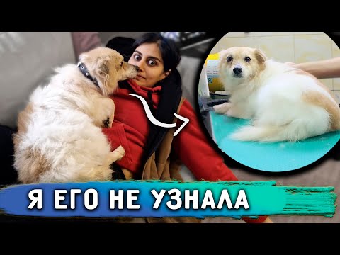 Видео: Готовим Кузю к отправке. Я не узнала Алекса😱.Рей сам включает свет.Дуню и Тошку Вакцинировали
