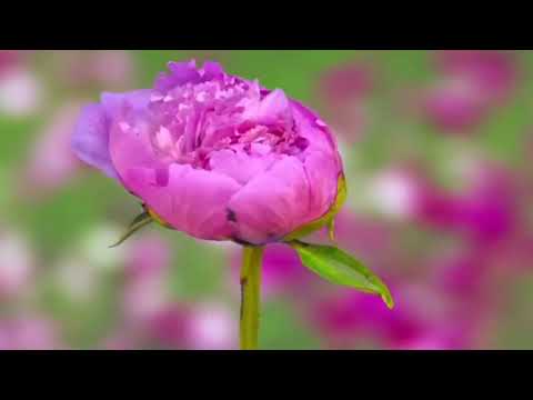 Видео: Сульгия Гаджиева "Умрият"