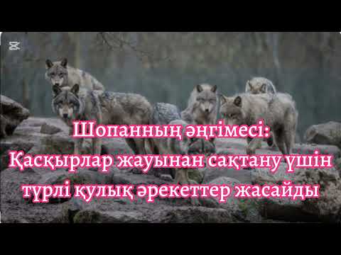 Видео: Қасқырлар жауынан сақтану үшін түрлі қулық әрекеттер жасайды.  Ақмешіт газетінен алынды.
