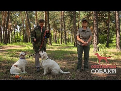 Видео: Охотничьи собаки. 21 серия. Кламбер-спаниель
