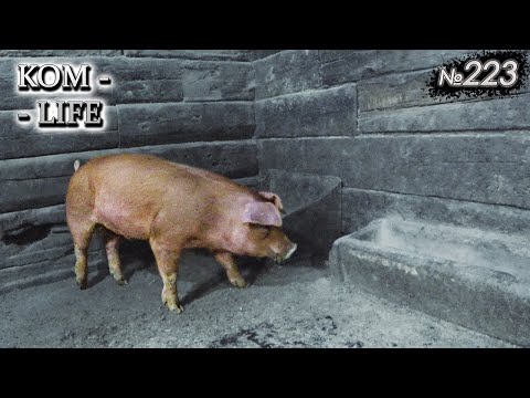 Видео: Новый ХРЯК - замена "Фоксу"