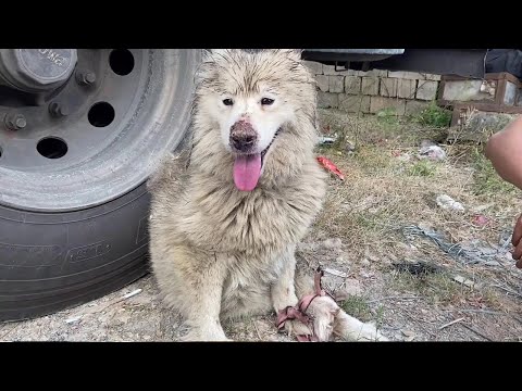 Видео: Собака была почти мертв дилером собак и плакать, как спасатель, призывая на помощь