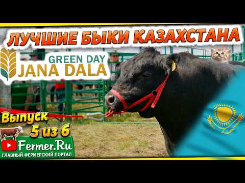 Видео: Герефорд, Аулиеколь и Ангус. Лучшие быки Казахстана на выставке «Jańa Dala / Green Day‘2024», часть5