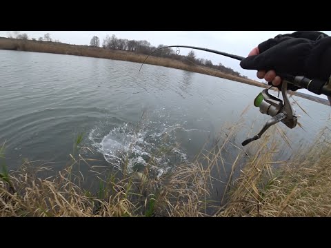 Видео: Клюнул трофей осени!