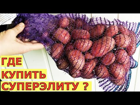 Видео: Новый урожайный картофель суперэлита элита миниклубни