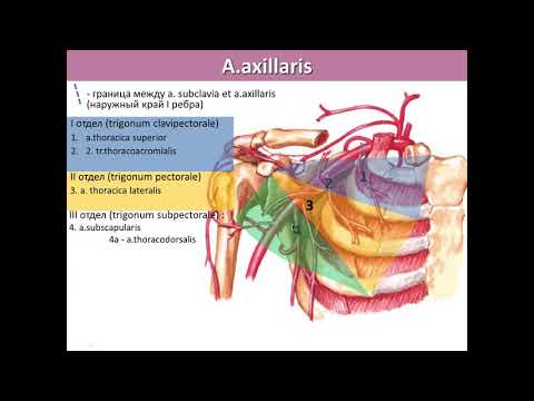Видео: Подкрыльцовая (подмышечная) артерия