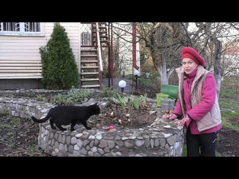 Видео: Можно ли сажать тюльпаны в ноябре?