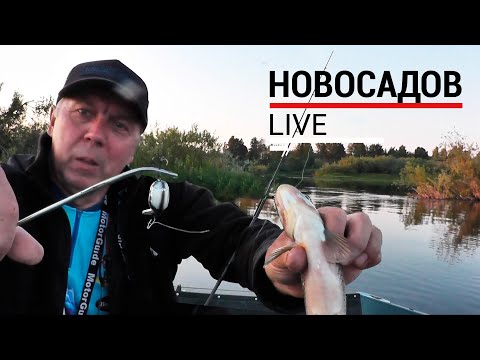 Видео: Как поймать ГОЛАВЛЯ на р.Волга. Кренки. Golden Mean Hellion. #LiveSL N8.