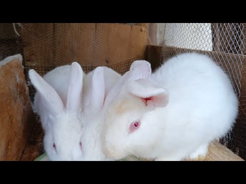 Видео: Продам Кролика🐇🐰, от 50К до 100К @brownrabbit