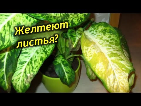 Видео: Почему желтеют листья у Диффенбахии? Причины пожелтения листьев.