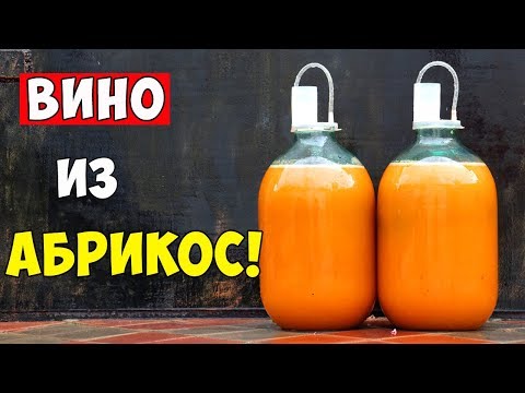 Видео: ВИНО ИЗ АБРИКОСОВ / Абрикосовое Вино / ПРОСТОЙ РЕЦЕПТ / Apricot Wine