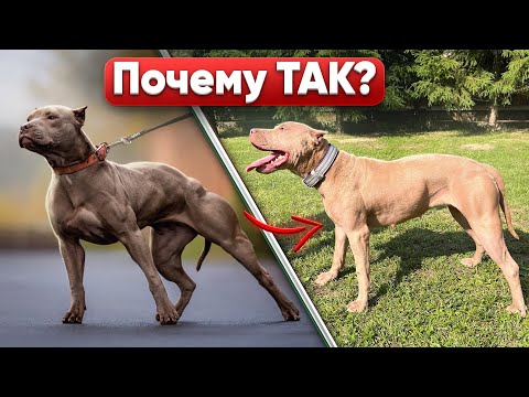 Видео: ПОЧЕМУ ЗАБОЛЕЛ ПИТБУЛЬ