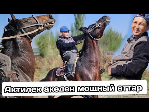 Видео: тандалган АТТАР АКТИЛЕК АКЕДЕН ЧЫКТЫ🔥9 октября 2024 г.