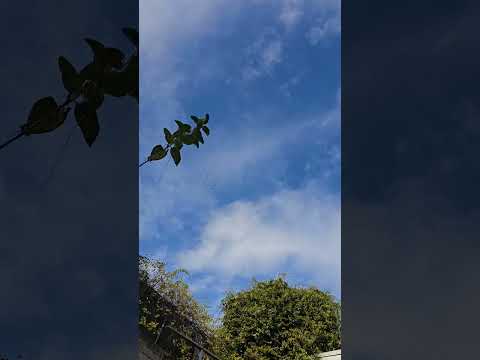 Видео: Stray 🕊🕊 Тайна раскрыта, смотрите