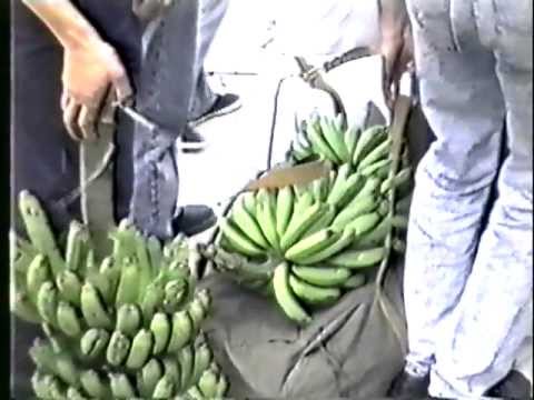 Видео: ГСВСК. т/х  И.Франко 13.04.1992 г.