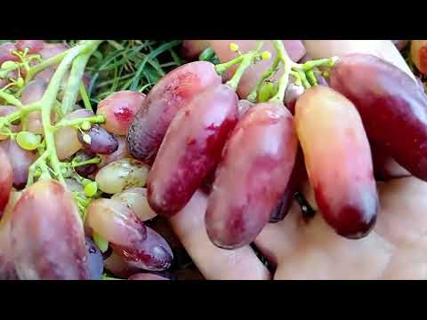 Видео: МАНИКЮР ФИНГЕР! Сладкое Лакомство! тел:/ват:+79994243159