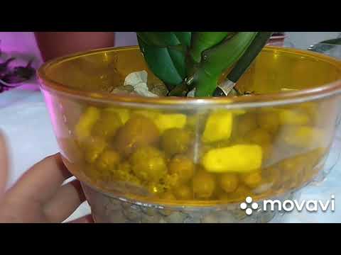 Видео: Орхидея в керамзите.Месяц после пересадки.